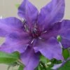 Clematis Fleuri ('Evipo042') (PBR) (Boulevard Series) 2 Clematis Fleuri ('Evipo042') (PBR) (Boulevard Series) -plant store pl2000018354