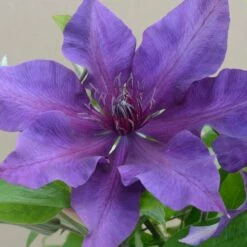 Clematis Fleuri ('Evipo042') (PBR) (Boulevard Series)