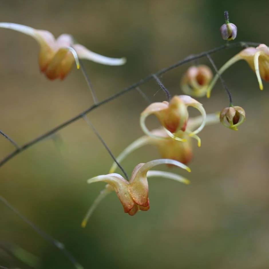Epimedium 'Amber Queen' (PBR) 3 Epimedium 'Amber Queen' (PBR)
