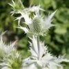 Eryngium Giganteum 'Silver Ghost' 2 Eryngium Giganteum 'Silver Ghost' -plant store pl2000018505