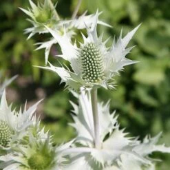 Eryngium Giganteum 'Silver Ghost'