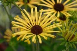 Rudbeckia Subtomentosa 'Henry Eilers' 8 Rudbeckia Subtomentosa 'Henry Eilers' -plant store pl2000018799 card3 lg