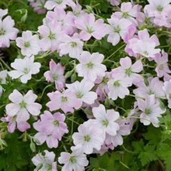 Geranium Dreamland ('Bremdream') (PBR)
