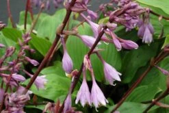 Hosta 'Purple Heart' -plant store pl2000018878 card3 lg