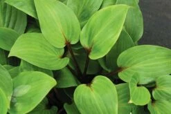 Hosta 'Purple Heart' -plant store pl2000018878 card4 lg