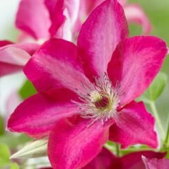 Clematis Tekla ('Evipo069') (PBR)