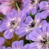 Geranium Wallichianum Havana Blues ('Noorthava') (PBR) 1 Geranium Wallichianum Havana Blues ('Noorthava') (PBR) -plant store pl2000018889