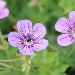 Geranium Wallichianum Havana Blues ('Noorthava') (PBR) 7 Geranium Wallichianum Havana Blues ('Noorthava') (PBR) -plant store pl2000018889 card2 lg