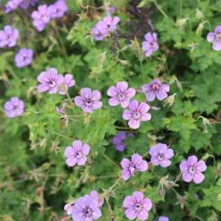 Geranium Wallichianum Havana Blues ('Noorthava') (PBR) 8 Geranium Wallichianum Havana Blues ('Noorthava') (PBR) -plant store pl2000018889 card3 lg
