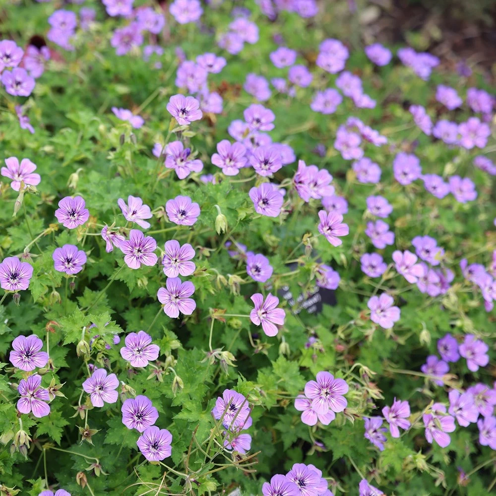 Geranium Wallichianum Havana Blues ('Noorthava') (PBR) 6 Geranium Wallichianum Havana Blues ('Noorthava') (PBR) - Image 4