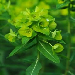 Euphorbia Wallichii