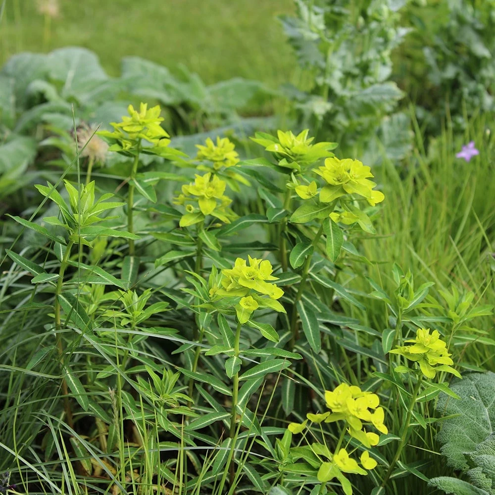 Euphorbia Wallichii 4 Euphorbia Wallichii - Image 2