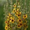 Verbascum (Cotswold Group) 'Cotswold Queen' -plant store pl2000019317