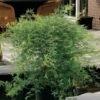 Acer Palmatum 'Emerald Lace' 1 Acer Palmatum 'Emerald Lace' -plant store pl2000019573