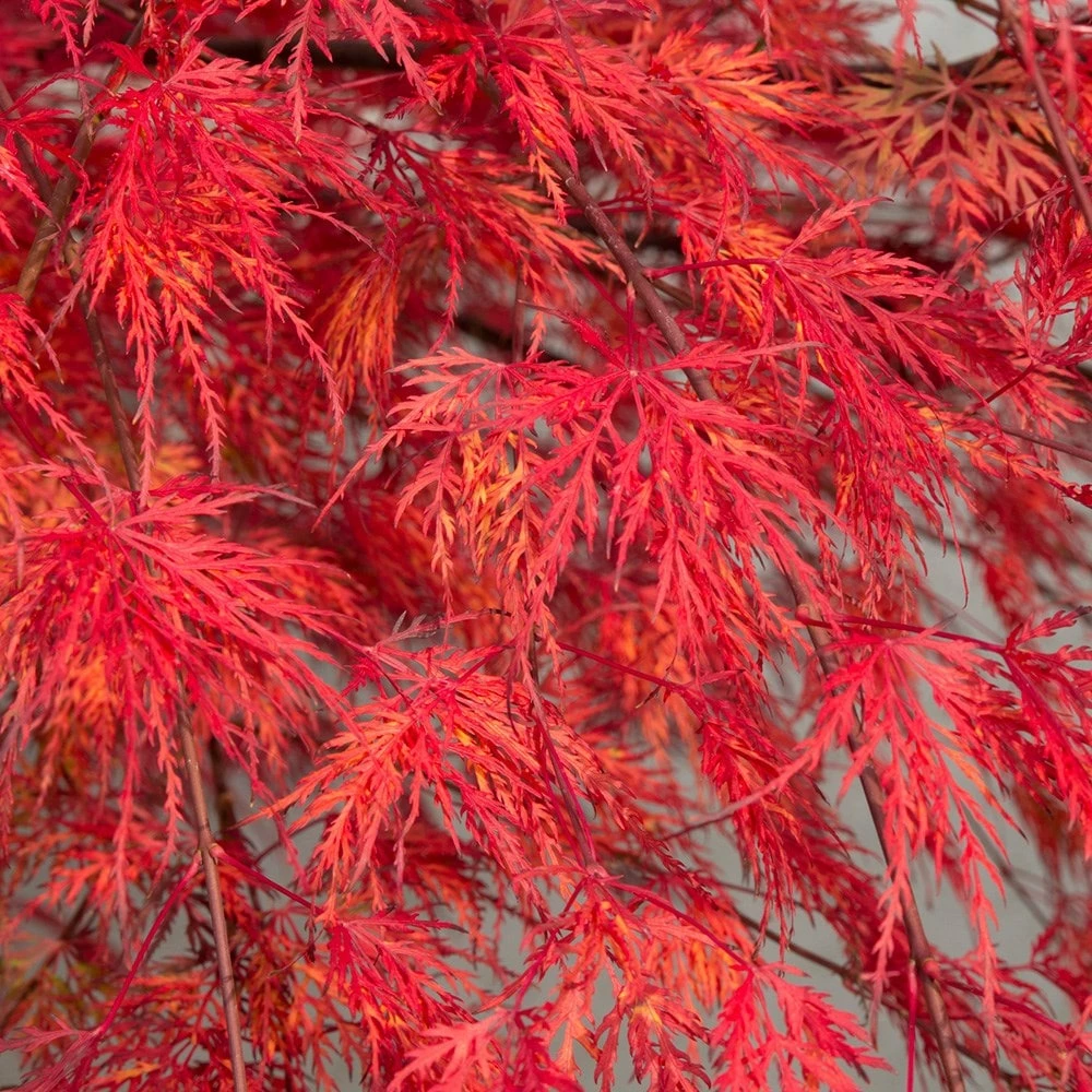 Acer Palmatum 'Emerald Lace' 4 Acer Palmatum 'Emerald Lace' - Image 2