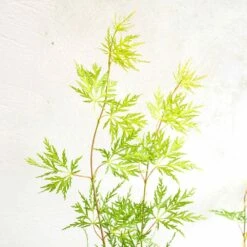 Acer Palmatum 'Emerald Lace' 9 Acer Palmatum 'Emerald Lace' -plant store pl2000019573 card3 lg