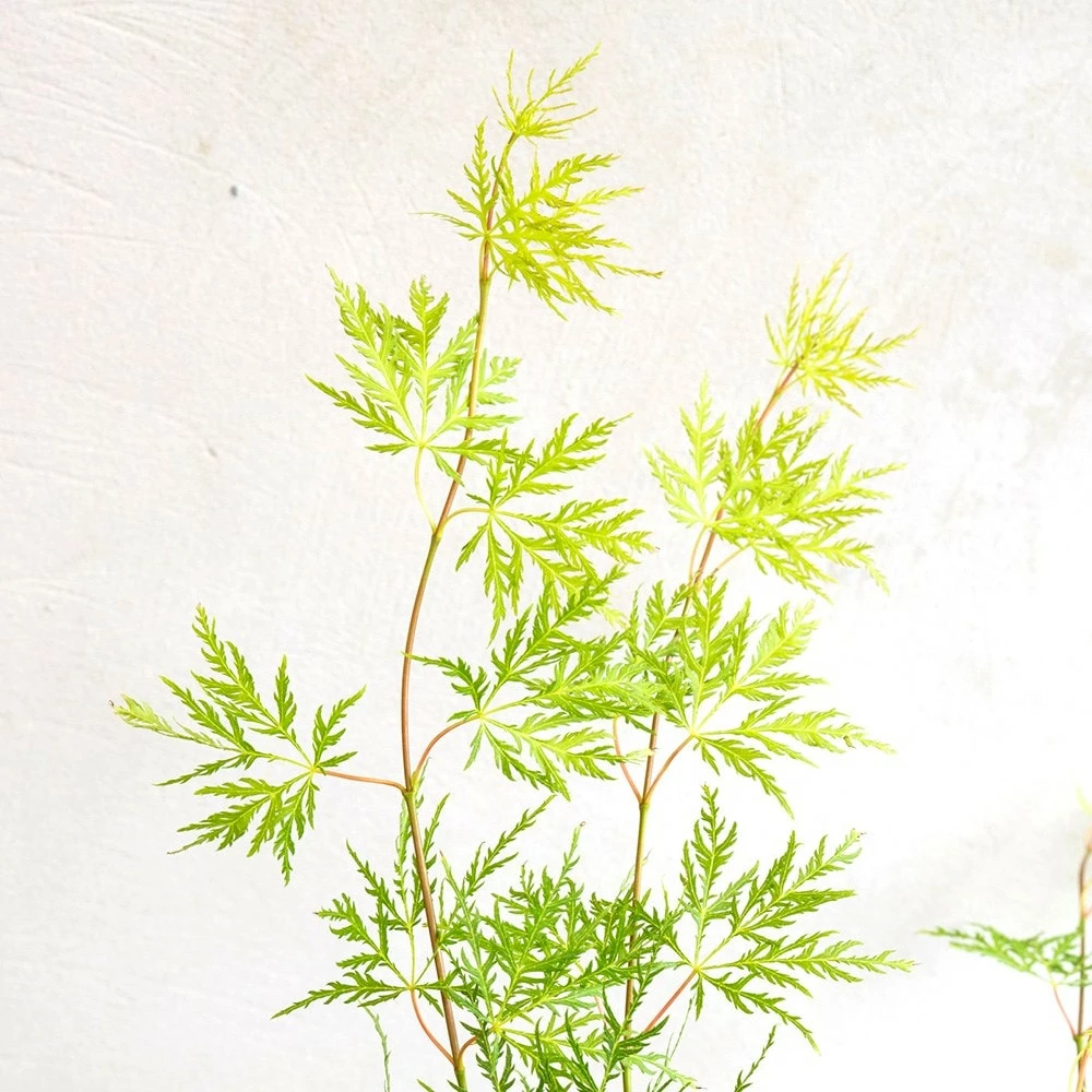 Acer Palmatum 'Emerald Lace' 5 Acer Palmatum 'Emerald Lace' - Image 3