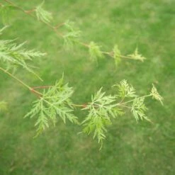 Acer Palmatum 'Emerald Lace' 10 Acer Palmatum 'Emerald Lace' -plant store pl2000019573 card4 lg