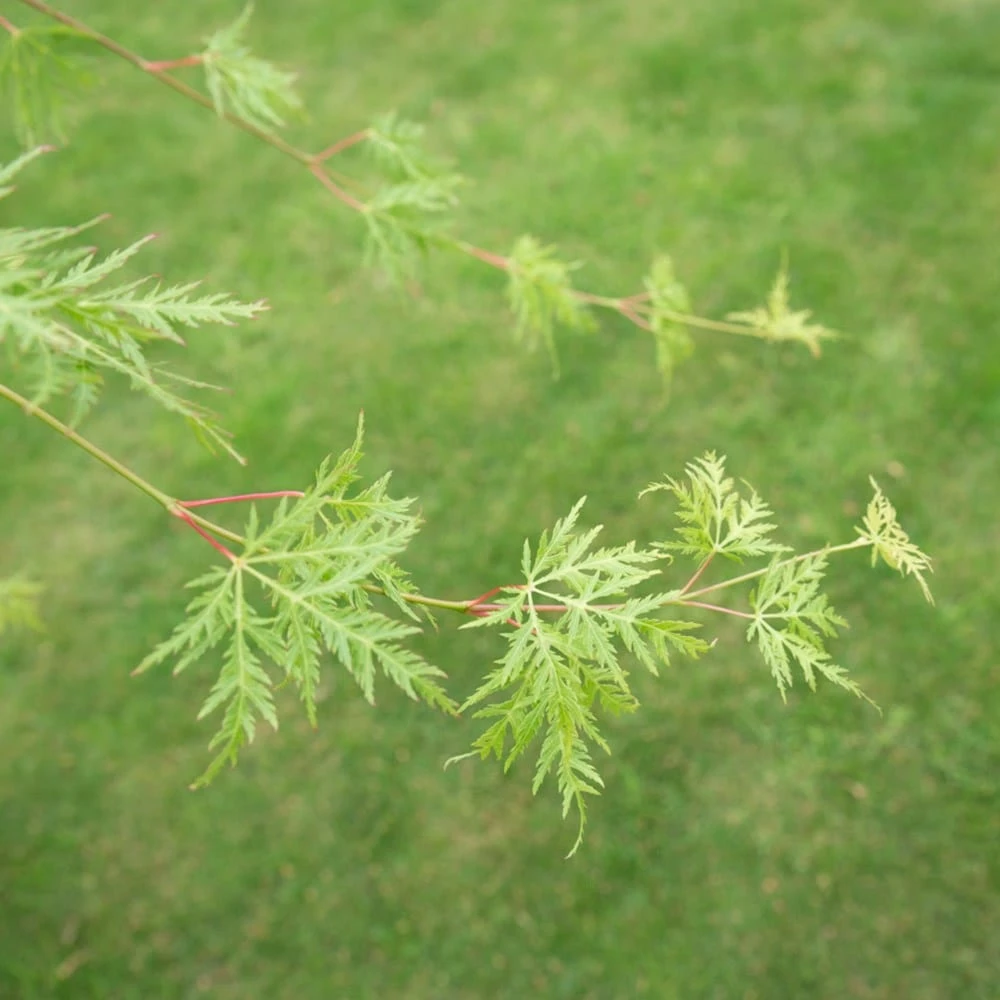 Acer Palmatum 'Emerald Lace' 6 Acer Palmatum 'Emerald Lace' - Image 4