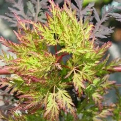 Acer Palmatum 'Emerald Lace' 11 Acer Palmatum 'Emerald Lace' -plant store pl2000019573 card5 lg