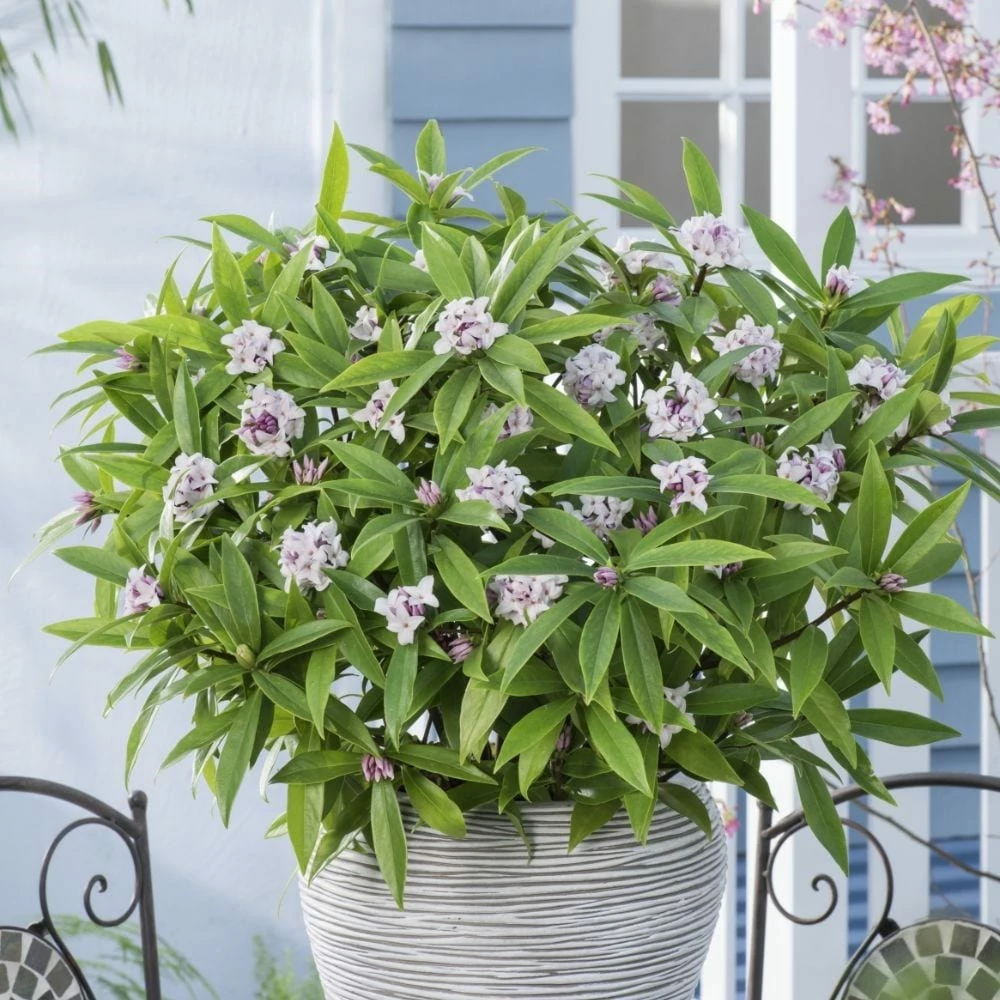 Daphne Perfume Princess ('Dapjur01') (PBR) 4 Daphne Perfume Princess ('Dapjur01') (PBR) - Image 2