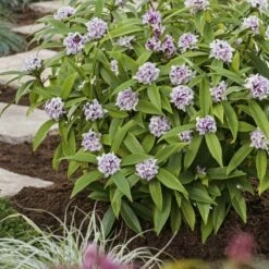 Daphne Perfume Princess ('Dapjur01') (PBR) 15 Daphne Perfume Princess ('Dapjur01') (PBR) -plant store pl2000019596 card4 lg