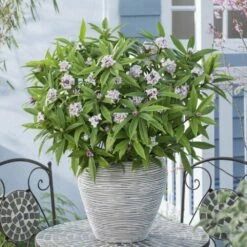 Daphne Perfume Princess ('Dapjur01') (PBR) 16 Daphne Perfume Princess ('Dapjur01') (PBR) -plant store pl2000019596 card5 lg