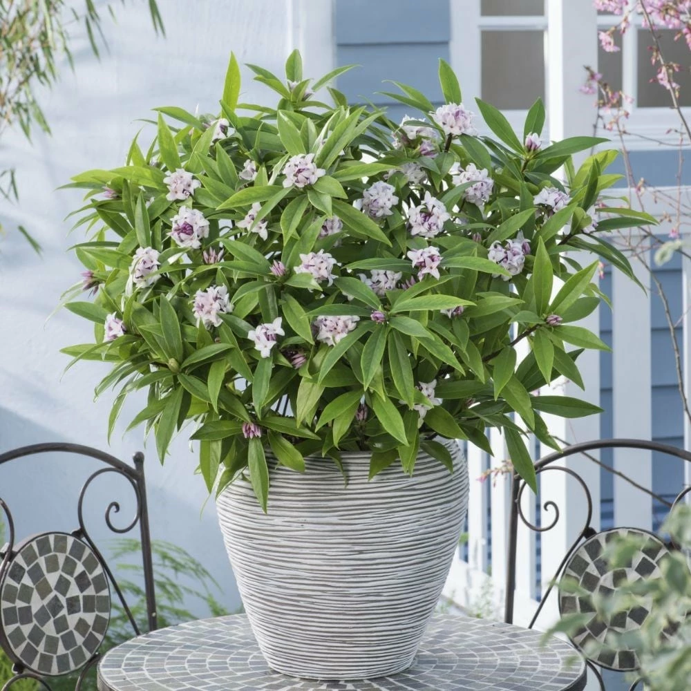 Daphne Perfume Princess ('Dapjur01') (PBR) 7 Daphne Perfume Princess ('Dapjur01') (PBR) - Image 5