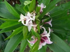 Daphne Perfume Princess ('Dapjur01') (PBR) 20 Daphne Perfume Princess ('Dapjur01') (PBR) -plant store pl2000019596 card9 lg