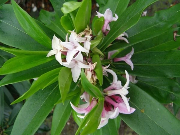 Daphne Perfume Princess ('Dapjur01') (PBR) 11 Daphne Perfume Princess ('Dapjur01') (PBR) - Image 9