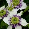 Clematis Viennetta ('Evipo006') (PBR) 1 Clematis Viennetta ('Evipo006') (PBR) -plant store pl2000019678