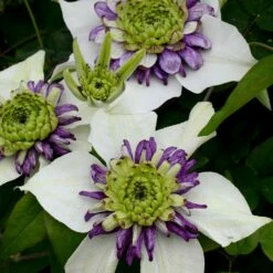 Clematis Viennetta ('Evipo006') (PBR)