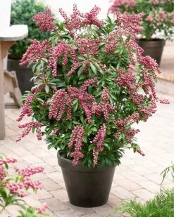 Pieris Japonica 'Passion' (PBR) 10 Pieris Japonica 'Passion' (PBR) -plant store pl2000019698 card3 lg