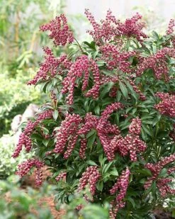 Pieris Japonica 'Passion' (PBR) 13 Pieris Japonica 'Passion' (PBR) -plant store pl2000019698 card6 lg