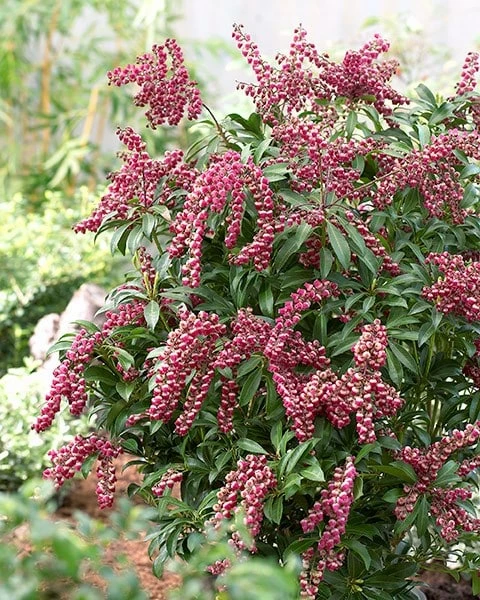 Pieris Japonica 'Passion' (PBR) 8 Pieris Japonica 'Passion' (PBR) - Image 6