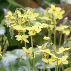 Epimedium × Perralchicum 'Fröhnleiten'