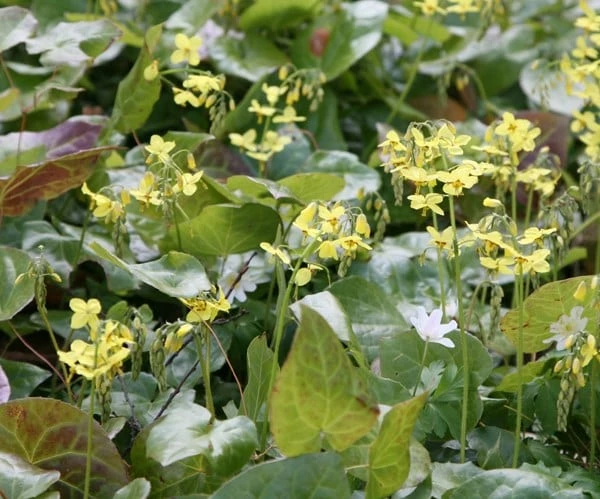 Epimedium × Perralchicum 'Fröhnleiten' 4 Epimedium × Perralchicum 'Fröhnleiten' - Image 2