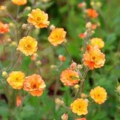 Geum 'Prinses Juliana' -plant store pl2000019851 card3 lg