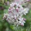 Deutzia × Hybrida 'Mont Rose' 2 Deutzia × Hybrida 'Mont Rose' -plant store pl2000020369