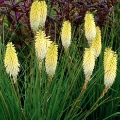 Kniphofia 'Pineapple Popsicle' (Popsicle Series) 6 Kniphofia 'Pineapple Popsicle' (Popsicle Series) -plant store pl2000020410 card2 lg