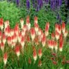 Kniphofia 'Orange Vanilla Popsicle' (Popsicle Series) -plant store pl2000020419