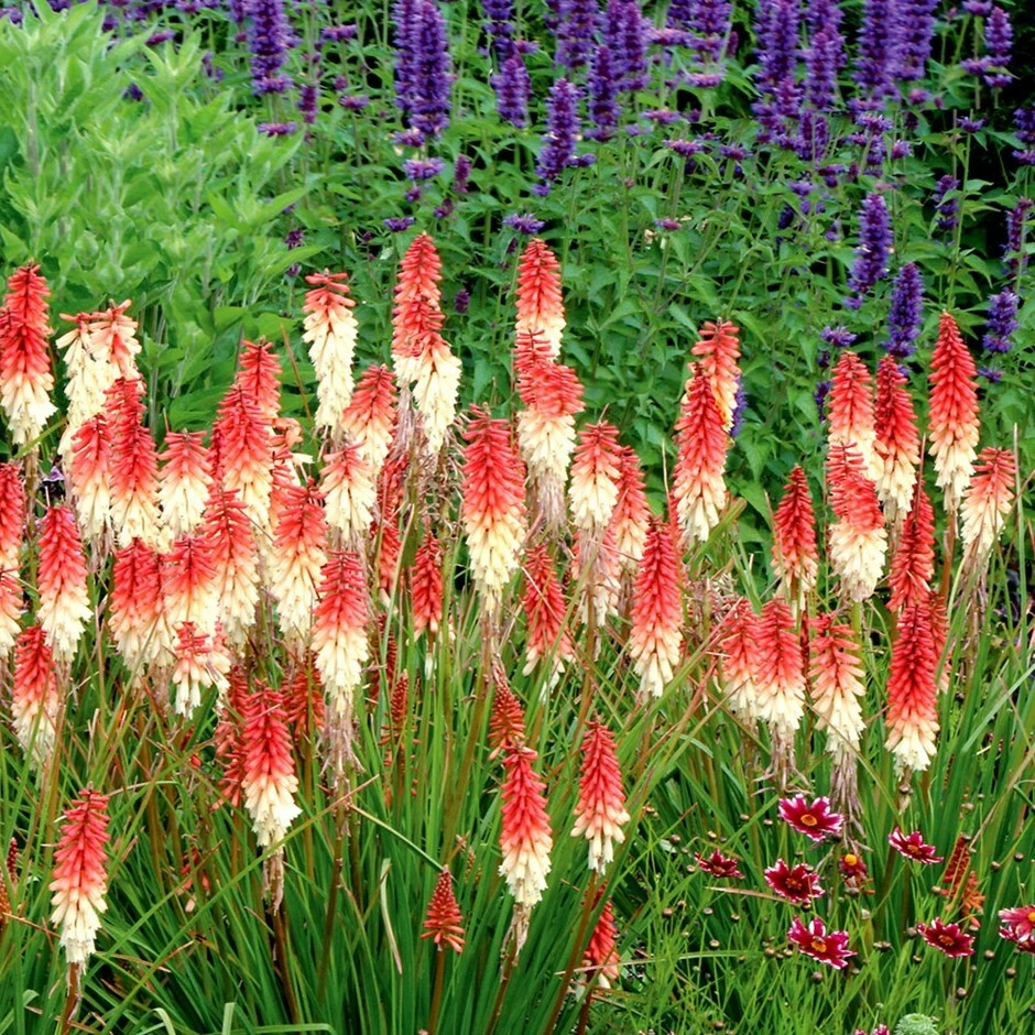 Kniphofia 'Orange Vanilla Popsicle' (Popsicle Series) 3 Kniphofia 'Orange Vanilla Popsicle' (Popsicle Series)