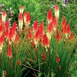 Kniphofia 'Orange Vanilla Popsicle' (Popsicle Series) 8 Kniphofia 'Orange Vanilla Popsicle' (Popsicle Series) -plant store pl2000020419 card2 lg