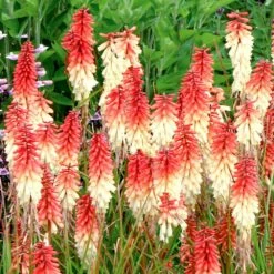Kniphofia 'Orange Vanilla Popsicle' (Popsicle Series) 9 Kniphofia 'Orange Vanilla Popsicle' (Popsicle Series) -plant store pl2000020419 card3 lg