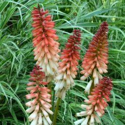 Kniphofia 'Orange Vanilla Popsicle' (Popsicle Series) 10 Kniphofia 'Orange Vanilla Popsicle' (Popsicle Series) -plant store pl2000020419 card4 lg