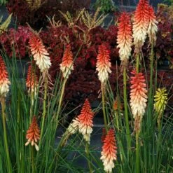 Kniphofia 'Orange Vanilla Popsicle' (Popsicle Series) 11 Kniphofia 'Orange Vanilla Popsicle' (Popsicle Series) -plant store pl2000020419 card5 lg