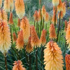 Kniphofia 'Tawny King'