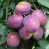 Plum 'Jubilee' 2 Plum 'Jubilee' -plant store pl2000020639