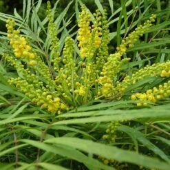 Mahonia Eurybracteata Subsp. Ganpinensis 'Soft Caress' (PBR)