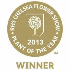 Mahonia Eurybracteata Subsp. Ganpinensis 'Soft Caress' (PBR) 11 Mahonia Eurybracteata Subsp. Ganpinensis 'Soft Caress' (PBR) -plant store pl2000020849 card3 lg